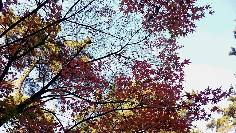 DSC_0416.JPG